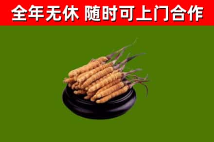 鹰潭烟酒回收冬虫夏草.jpg